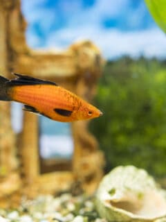 Colorful aquarium fish