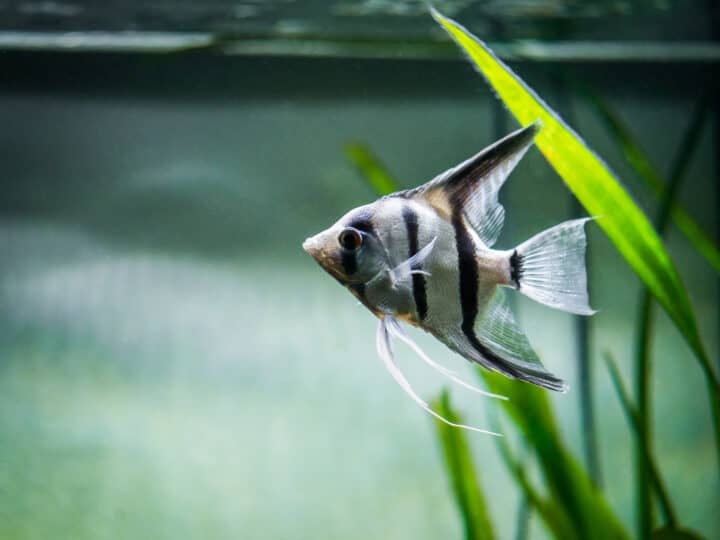 Zebra angelfish aquarium