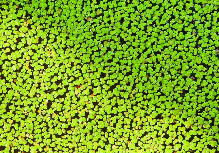 Duckweed floating plants