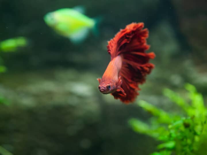 Red longtail betta fish in planted tank