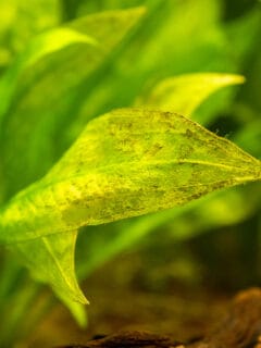 Echinodorus amazonicus yellowing due to lack of nutrients in the water