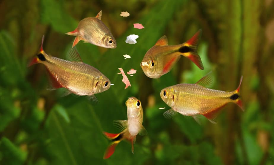 How Long Can Freshwater Fish Go Without Food: Answered