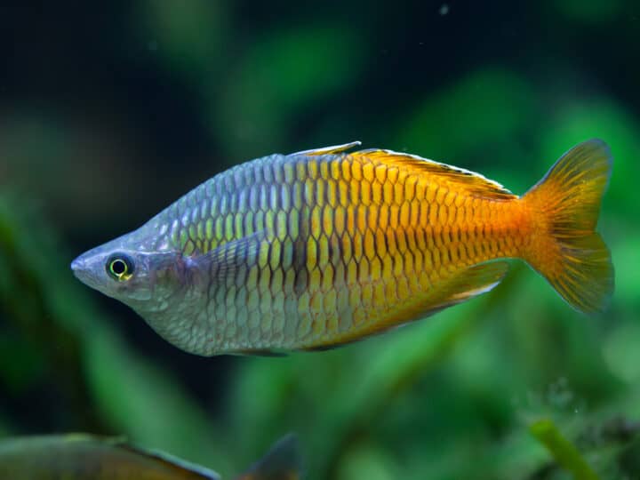 Boeseman's rainbowfish (Melanotaenia boesemani)