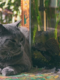 Cat looks at aquarium