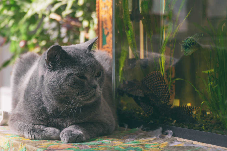 Cat looks at aquarium