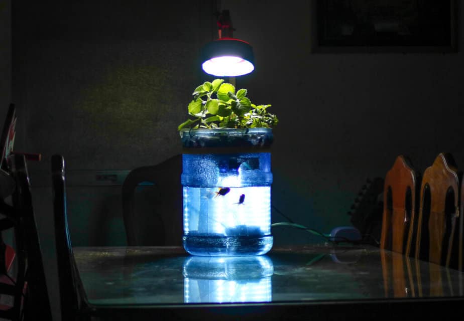 Mini aquaponics project