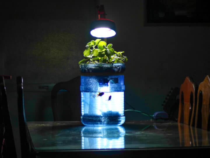 Mini aquaponics project