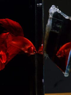 Betta playing in front of mirror