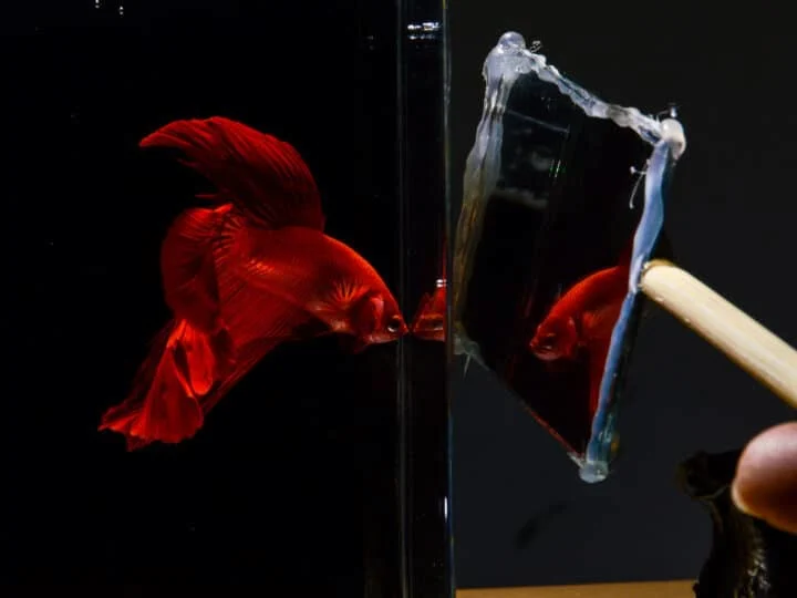 Betta playing in front of mirror