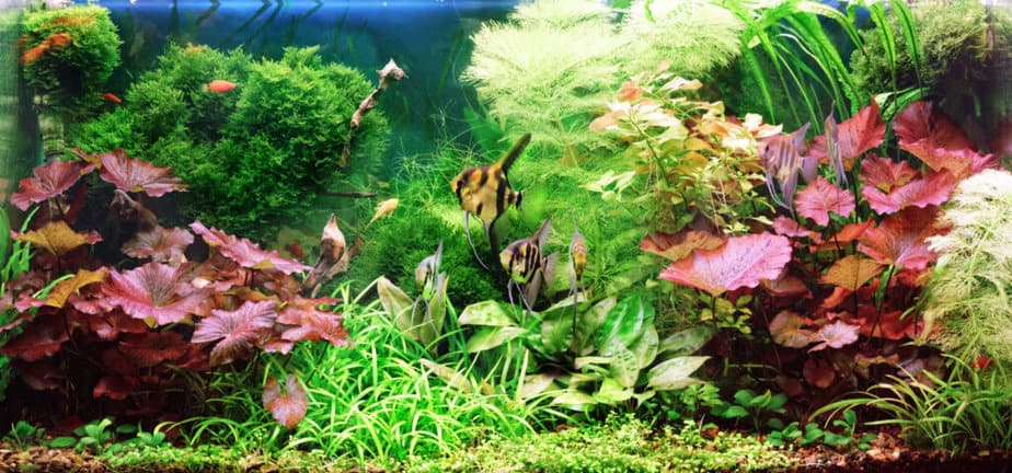 Decorative aquarium. Pterophyllum scalare on plant background.