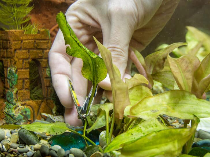 Cutting tongs old aquarium plant