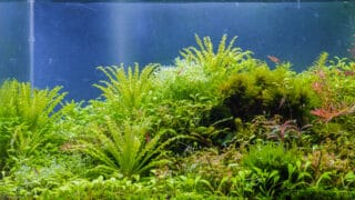aquatic plants and oxygen bubbles on leaves.