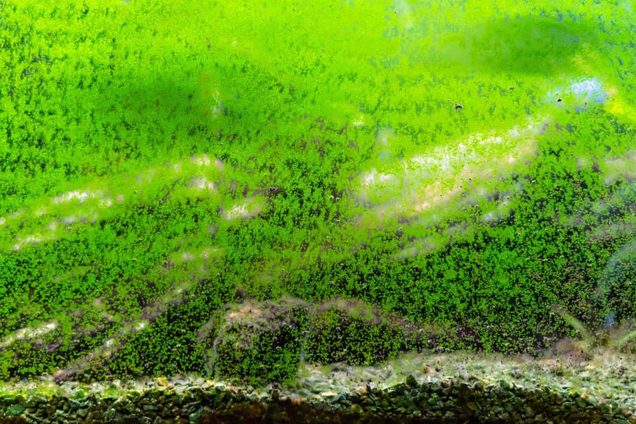 Algae on window of fish tank