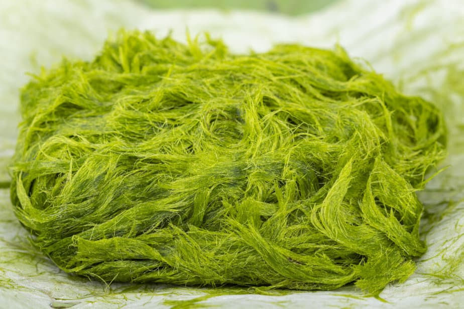 Hair algae