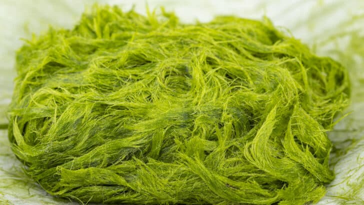 Hair algae