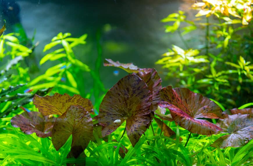 Bright plants aquarium