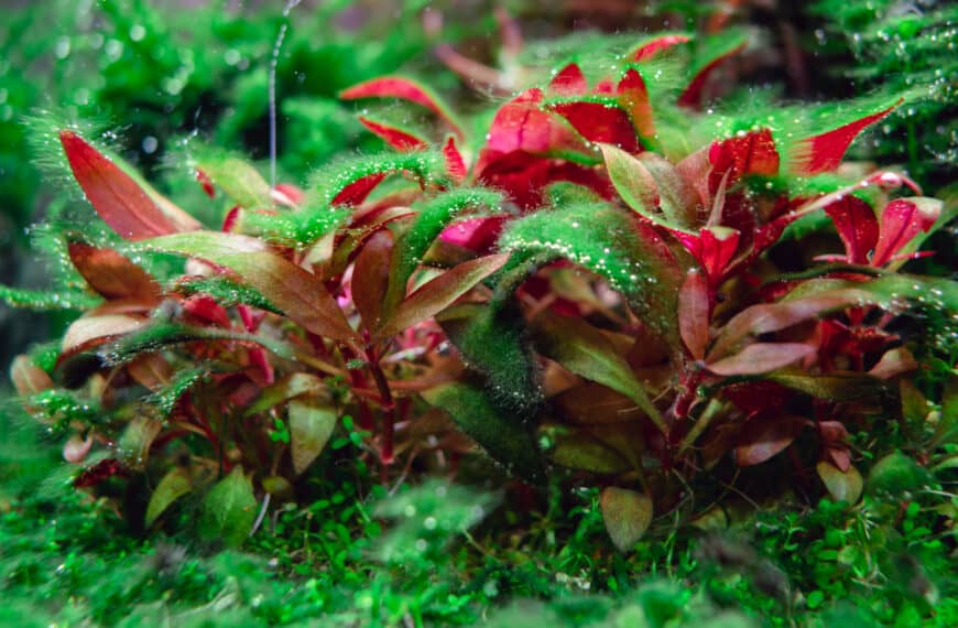 Alternanthera reineckii mini covered with different types of algae