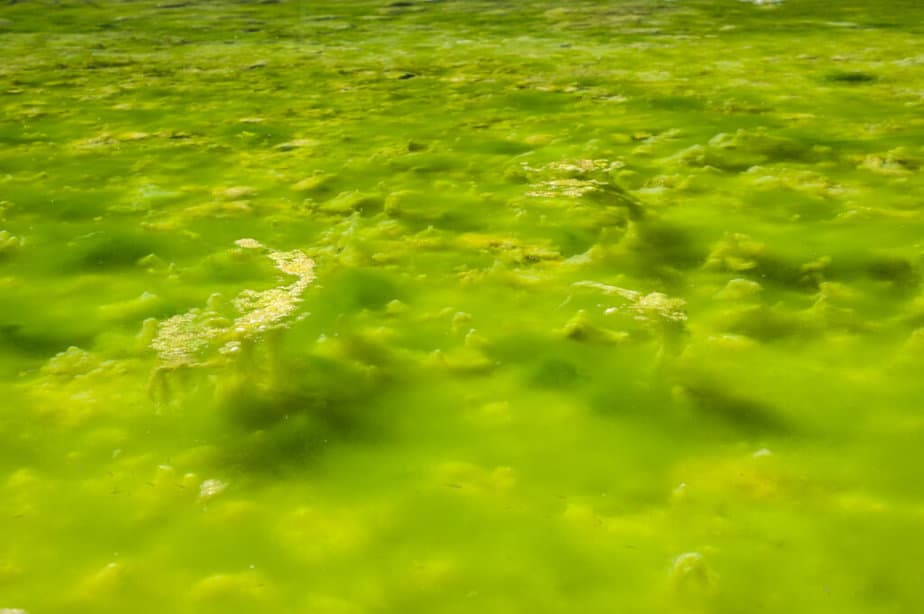Green algae water