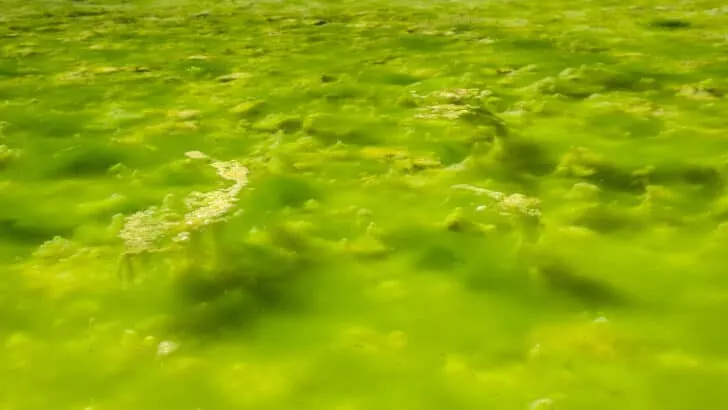Green algae water