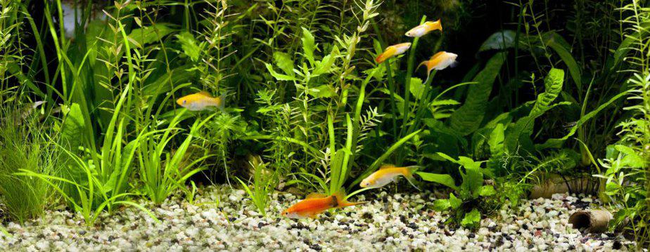 Aquarium habitants picking up grains of fish food from substrate in heavily planted tropical fish tank