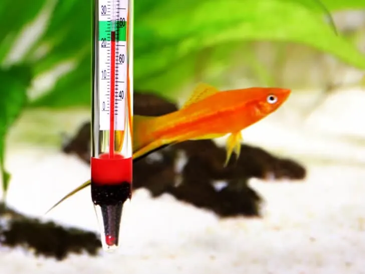 Aquarium thermometer temperature in tropical fish aquarium