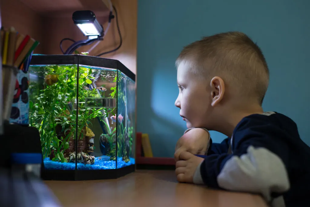 Boy is watching fish tank in his room, best pets for kids