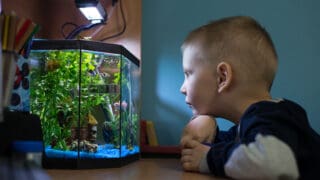 Boy is watching fish tank in his room, best pets for kids