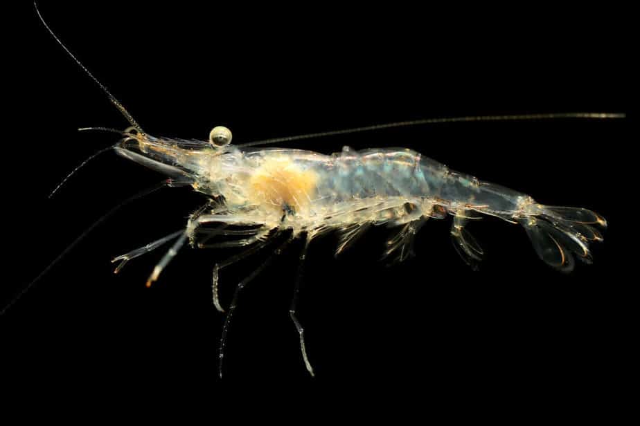Freshwater Ghost Shrimp or Glass Shrimp Palaemonetes paludosus isolated on black background