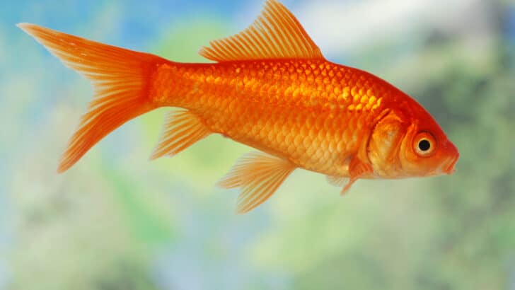 Closeup of a Gold Fish swimming in a tank