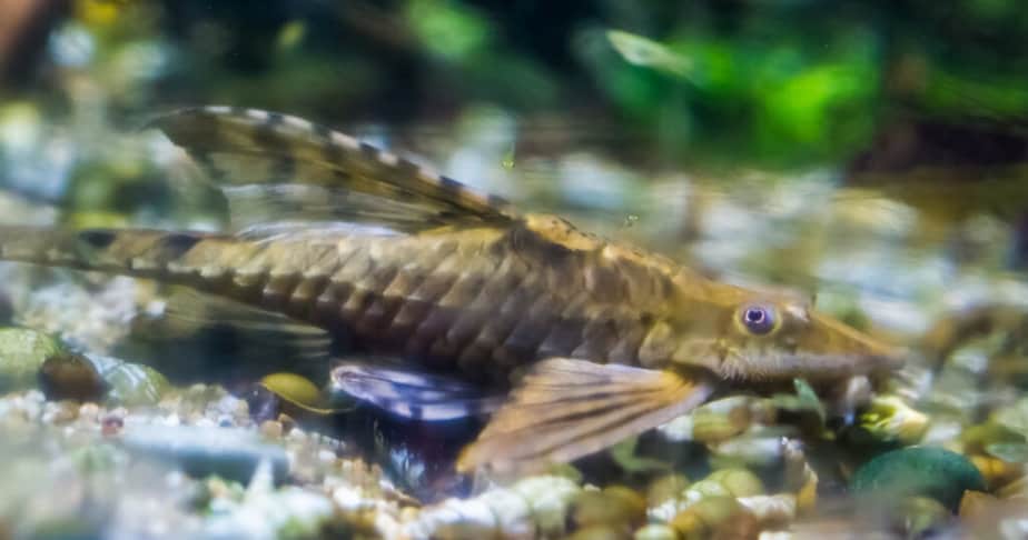 A twig catfish, a popular bottom dwelling fish, tropical fish from the rivers of Mexico