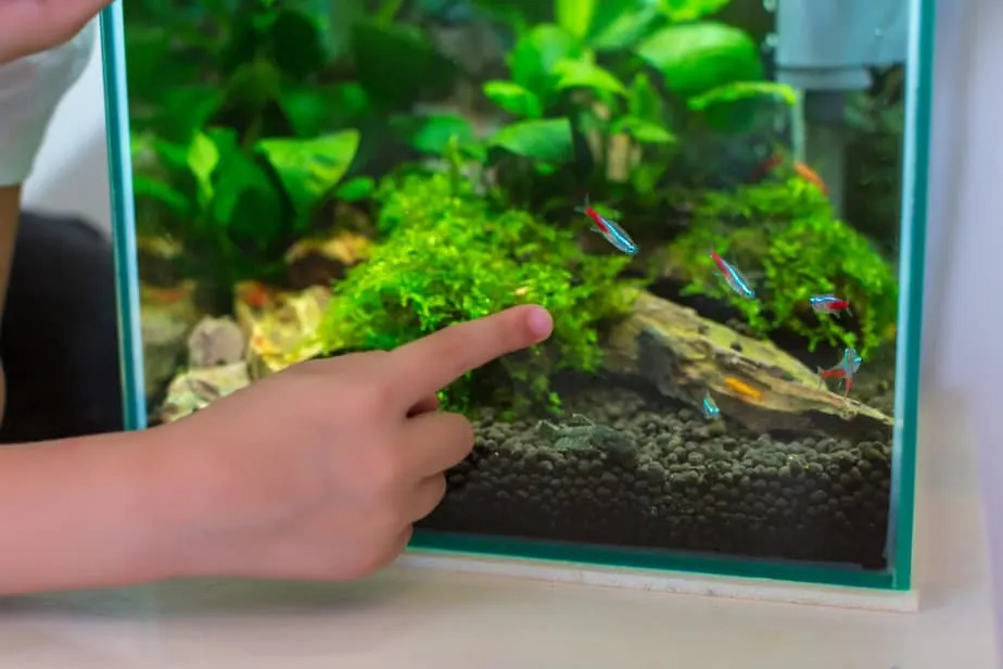 Close-up of child`s hand points finger at neon fish in nano aquarium