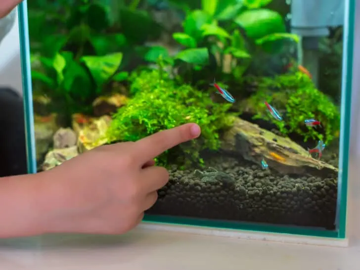 Close-up of child`s hand points finger at neon fish in nano aquarium
