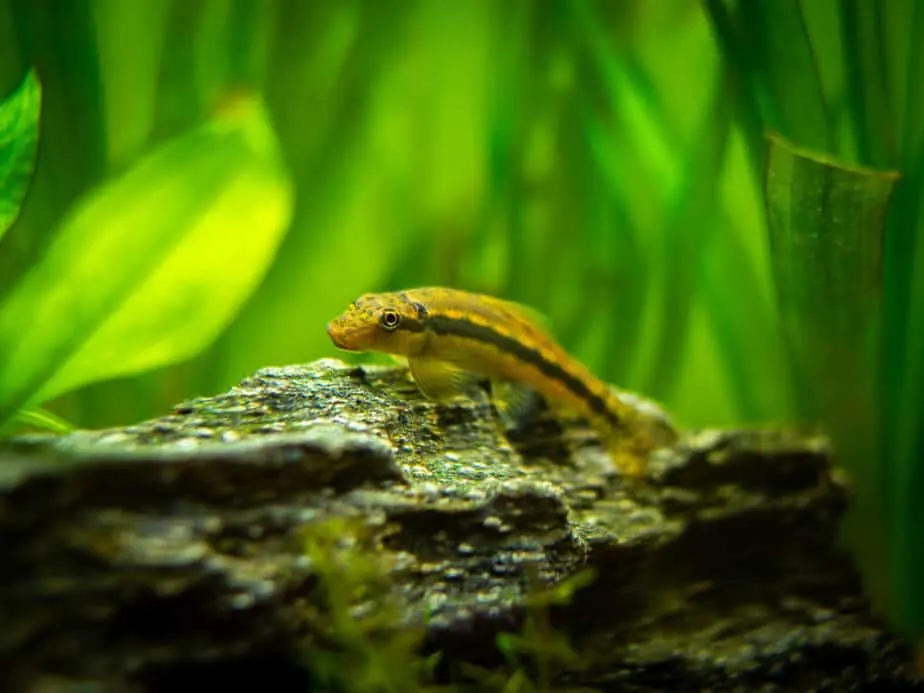 A chinese Algae Eater in fish tank Gyrinocheilus aymonieri