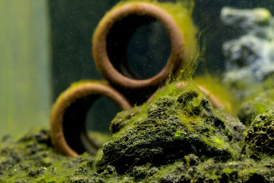 Green algae attach on stone and the decoration in freshwater aquarium tank