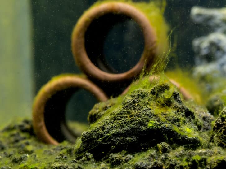 Green algae attach on stone and the decoration in freshwater aquarium tank
