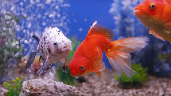 Colorful goldfish swimming in fish tank.