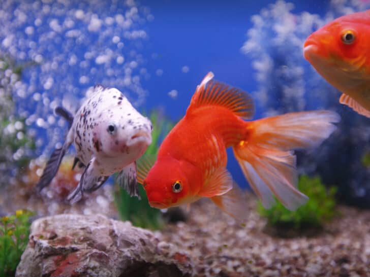 Colorful goldfish swimming in fish tank.