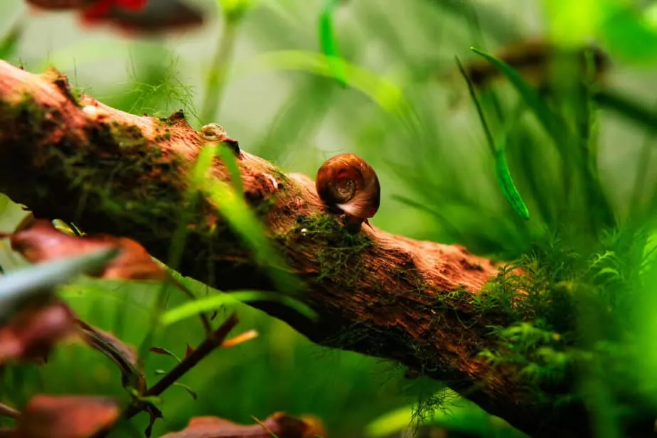 vatar Posthornschnecke freshwater snail stock photo