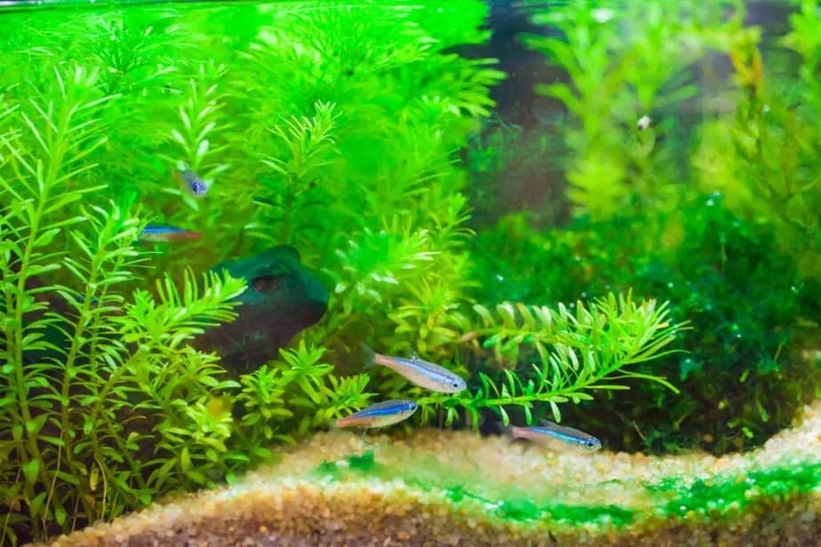 Green beautiful planted tropical freshwater aquarium with fishes, underwater