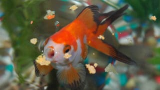 A goldfish eating a fish flake of the top of the water.