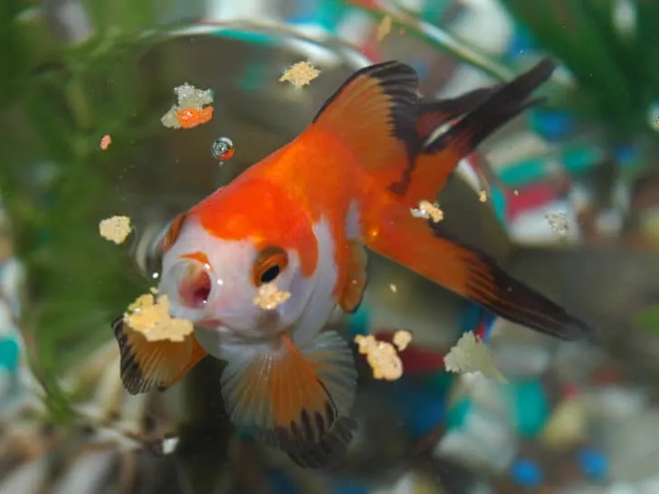 A goldfish eating a fish flake of the top of the water.