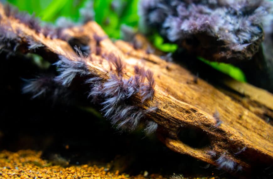 Black beard algae on wood