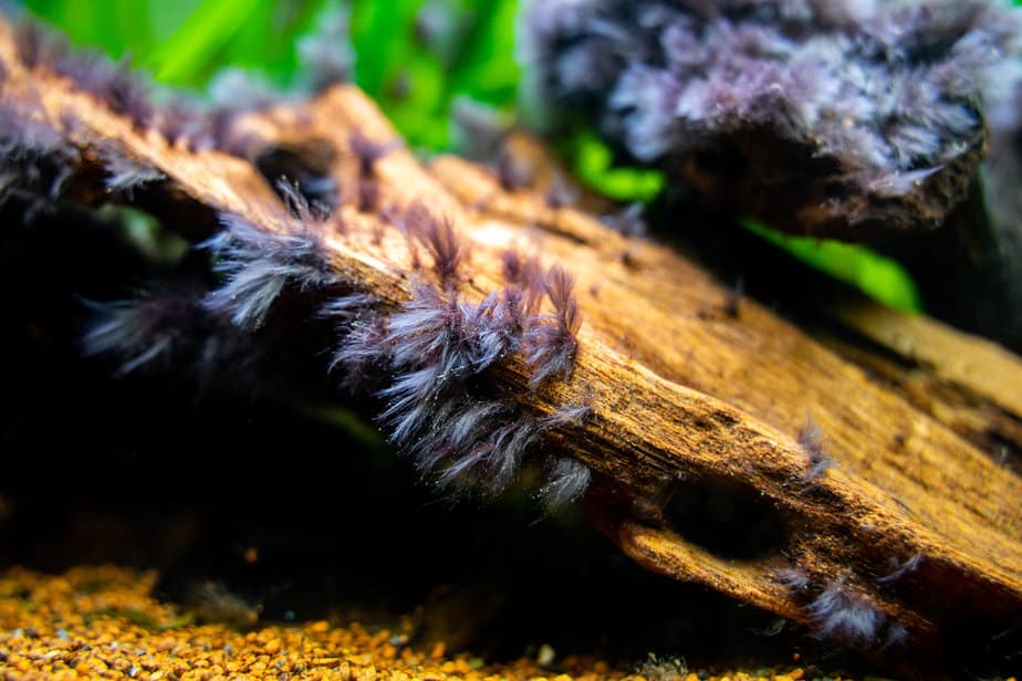 Black beard algae on wood