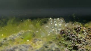 Tiny bit of white algae
