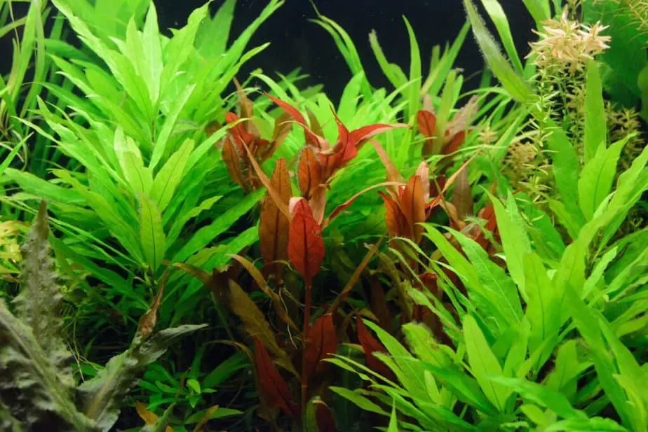 beautiful healthy aquarium plants