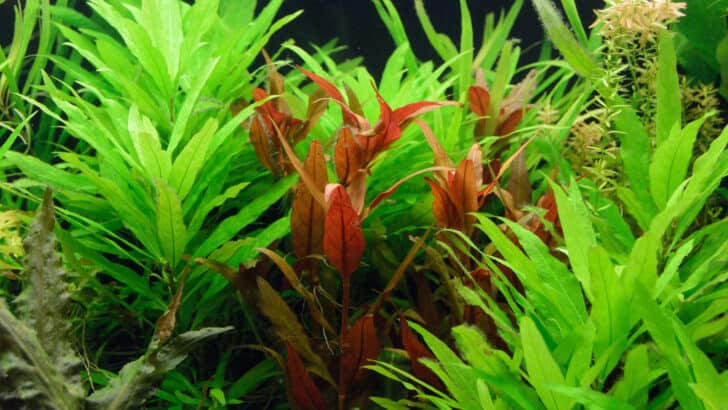 beautiful healthy aquarium plants