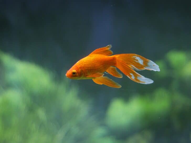 goldfish swimming in open water aquarium