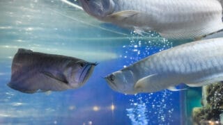 Silver arowana with air bubbles in the background of large aquarium