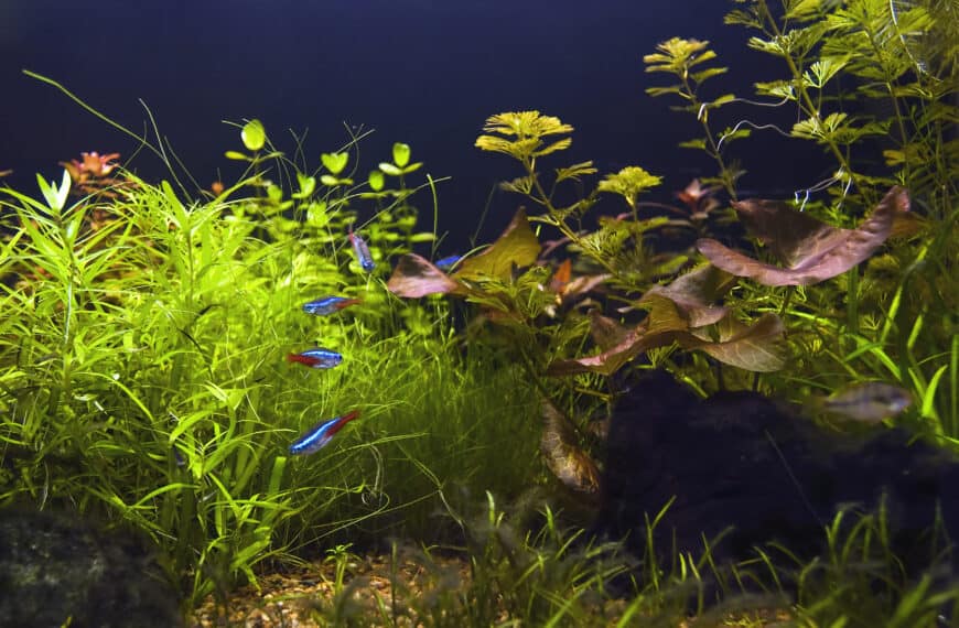 Fish and plants in aquarium