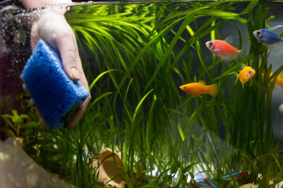 Hand with sponge cleaning aquarium with plans and fish